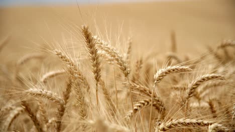 Golden-Field-With-Wheat-Ripe-Crops-In-Springtime