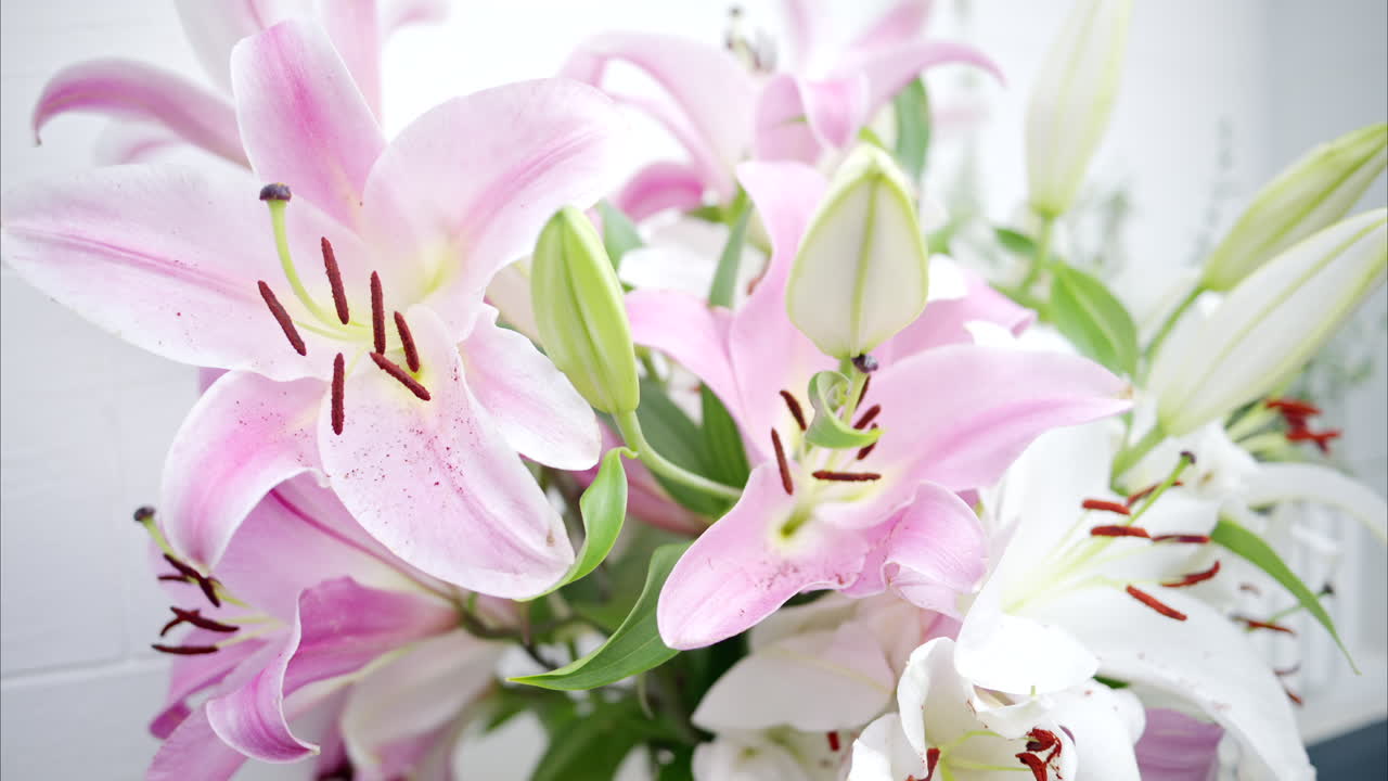 Nærbilde av blomstrende rosa lilje