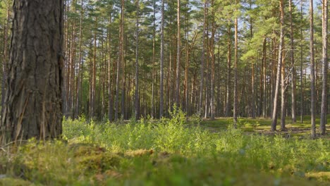 pine tree forest background on sunny summer day, pan right