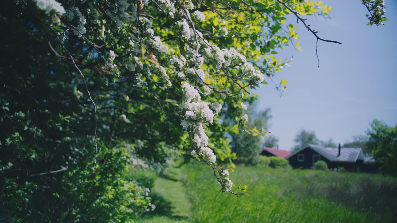 Wild white flowers hanging from branch near a field, late spring summer in Denmark