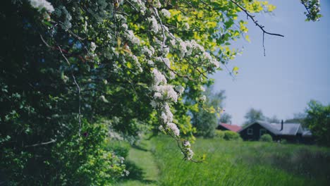 wild white flowers hanging from branch near a field, late spring summer in denmark