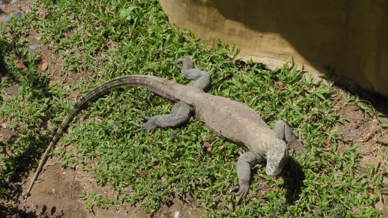 A young Komodo dragon basking in the sunlight on the grass