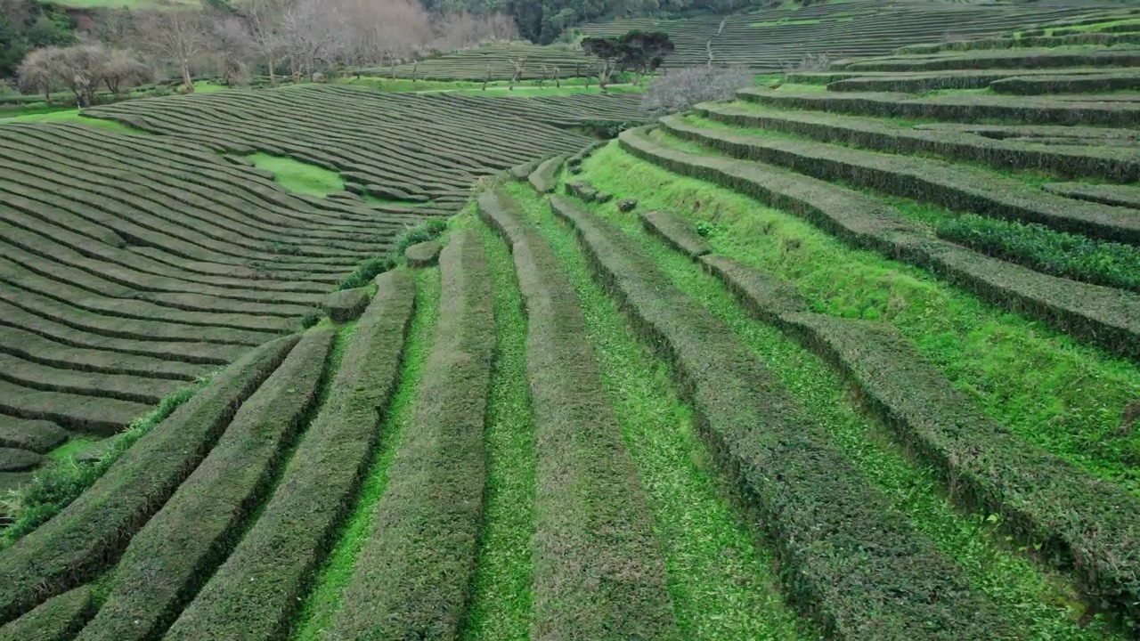 Vista aerea delle lussureggianti terrazze delle piantagioni di tè verde
