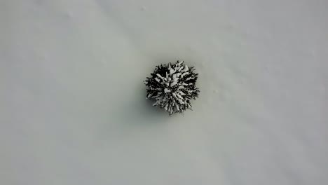 top down view over a fir tree covered and surrounded by a thick layer of white snow, poiana brasov, romania
