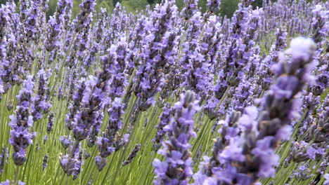 closeup of lavender flower plants swaying in the breeze