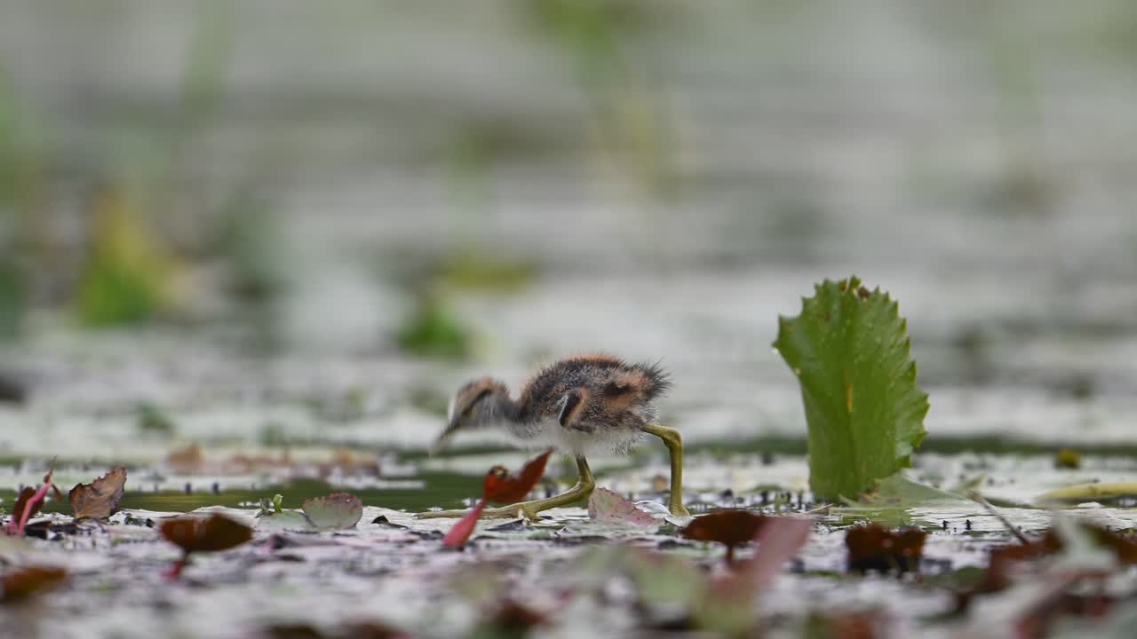 polluelos de jacana de cola de faisán alimentándose en un día lluvioso en una hoja flotante