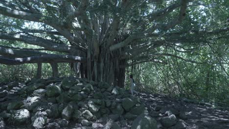 un disparo ascendente de una mujer acercándose a un gran árbol en hawai