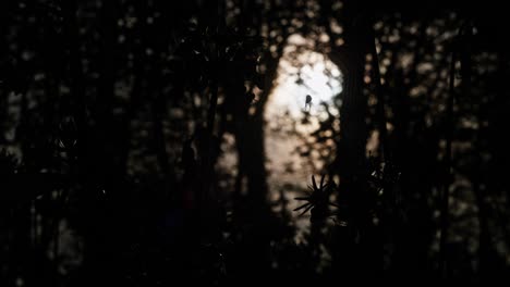 spider in a web, sunlight through trees