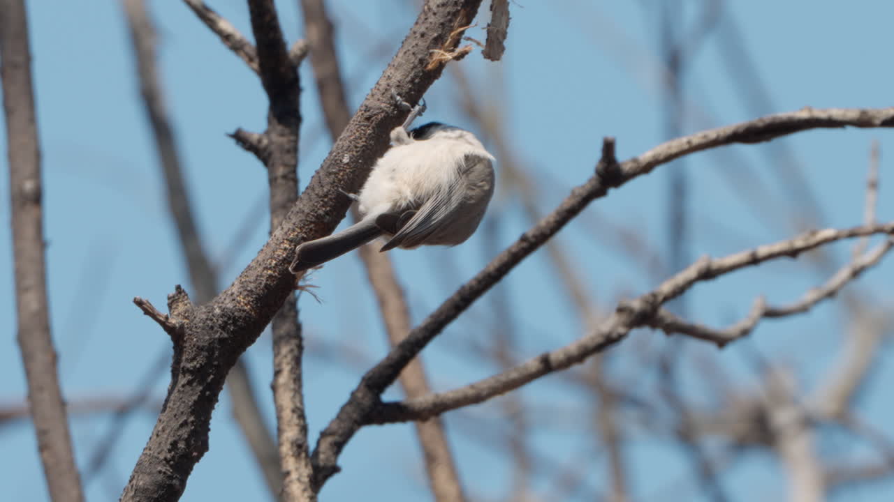 Marsh tit bird foraging pecking tree branch bark in spring
