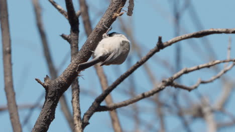 pájaro tit de pantano que se alimenta picoteando la corteza de la rama del árbol en primavera