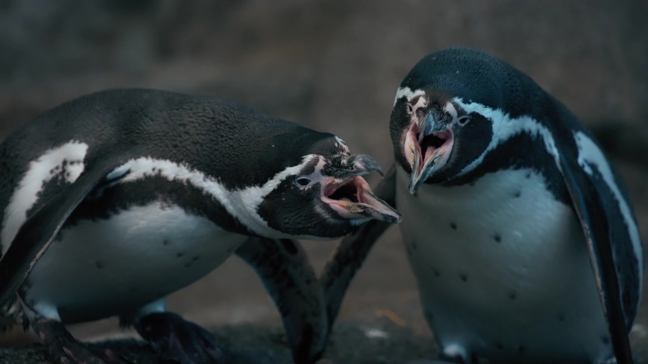 Two Humboldt Penguins fighting with their beaks
