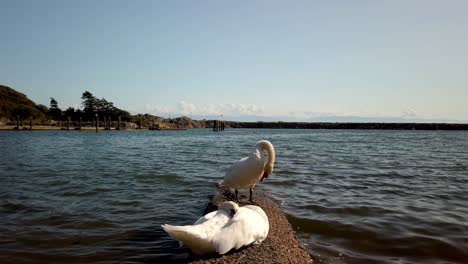 couple of swan chilling on a bridge front of pacific ocean during summer in canada.
close shot