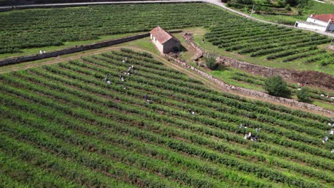 workers picking blueberries in blueberry farm 4k