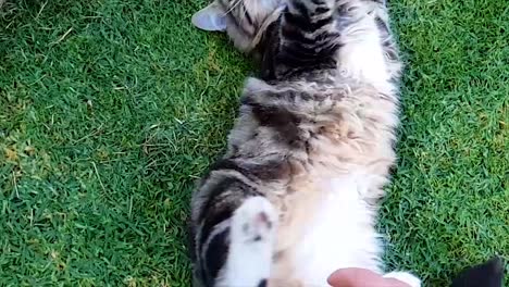 beautiful cat rolling in the grass