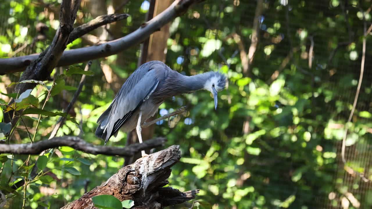 la garza se alza en una rama en la vegetación exuberante