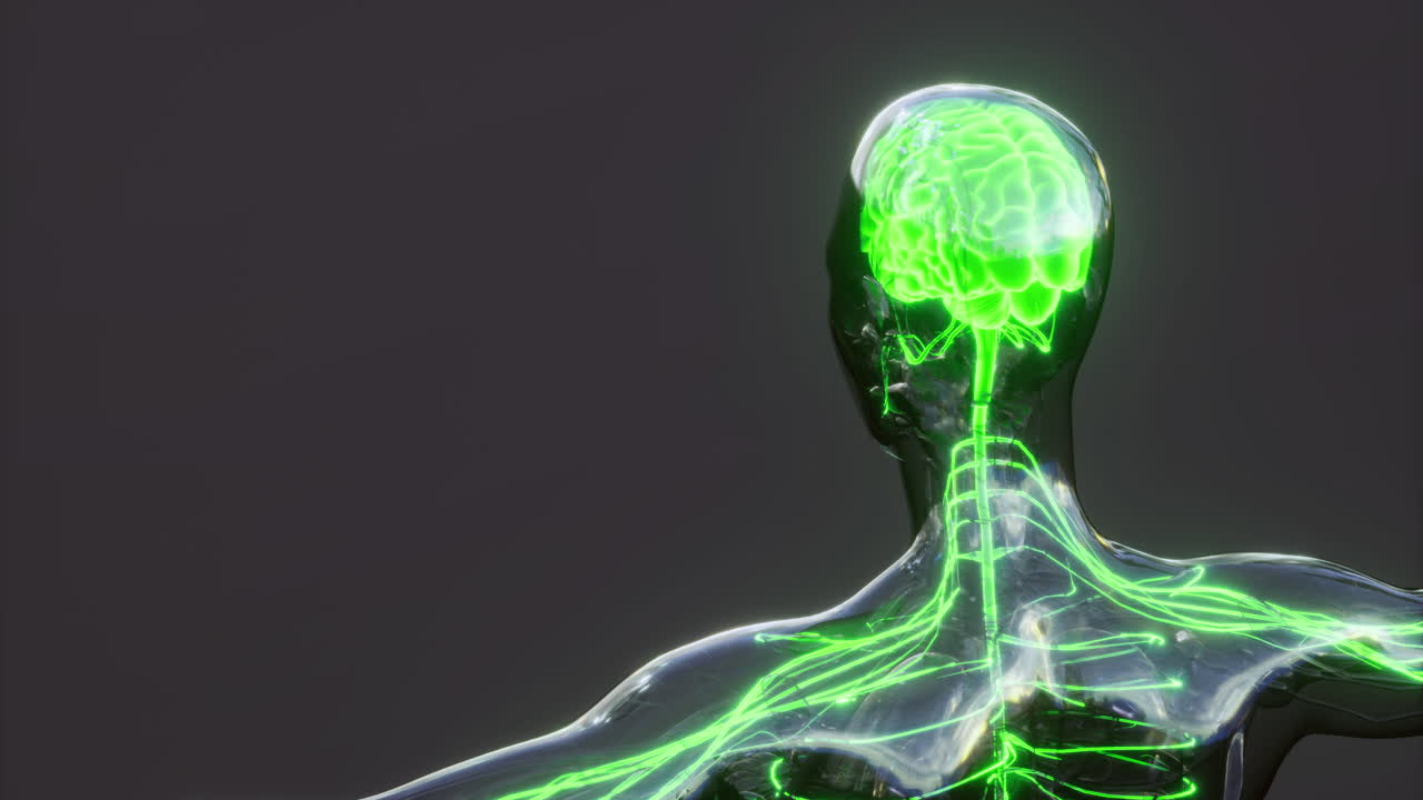 Exploring brain anatomy with highlighted neural pathways and structures