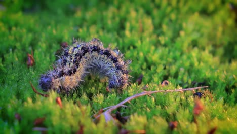 small tortoiseshell (aglais urticae) caterpillar. the urticaria caterpillar crawls in the rays of the setting sun.