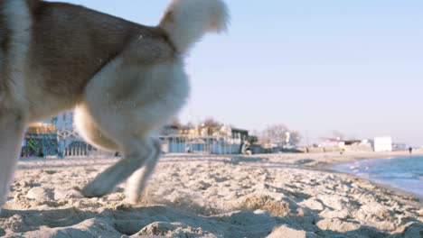 joven hembra jugando con un perro husky siberiano en la playa