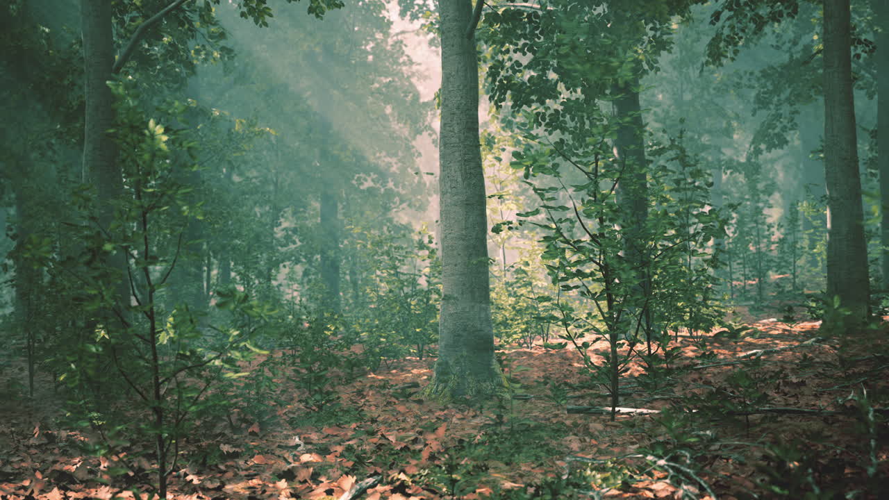 ⁇ 빛과 푸른 숲의 광선