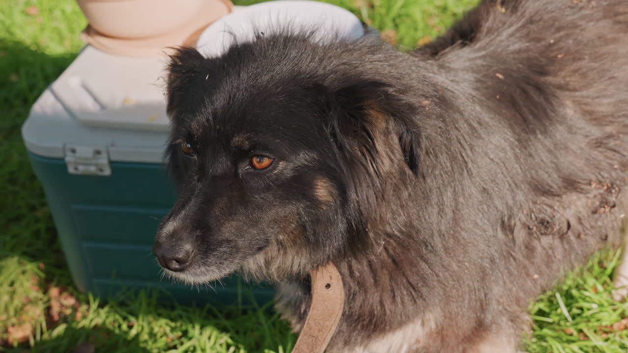Asian camper loyal dog resting by cooler with leash and collar visible, thick black coat with sunlit highlights, amber eyes watchful, calm protective mood, campsite gear on green grass