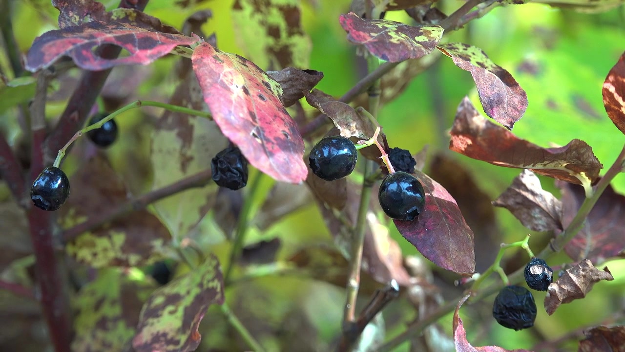 Primo piano di mirtilli maturi su un cespuglio in autunno