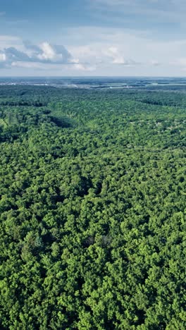 vista aérea del bosque de verano
