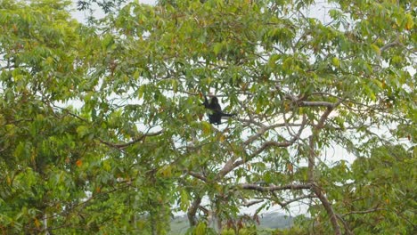 a solitary spider monkey leaps branch to branch across the dense amazon canopy in peru.