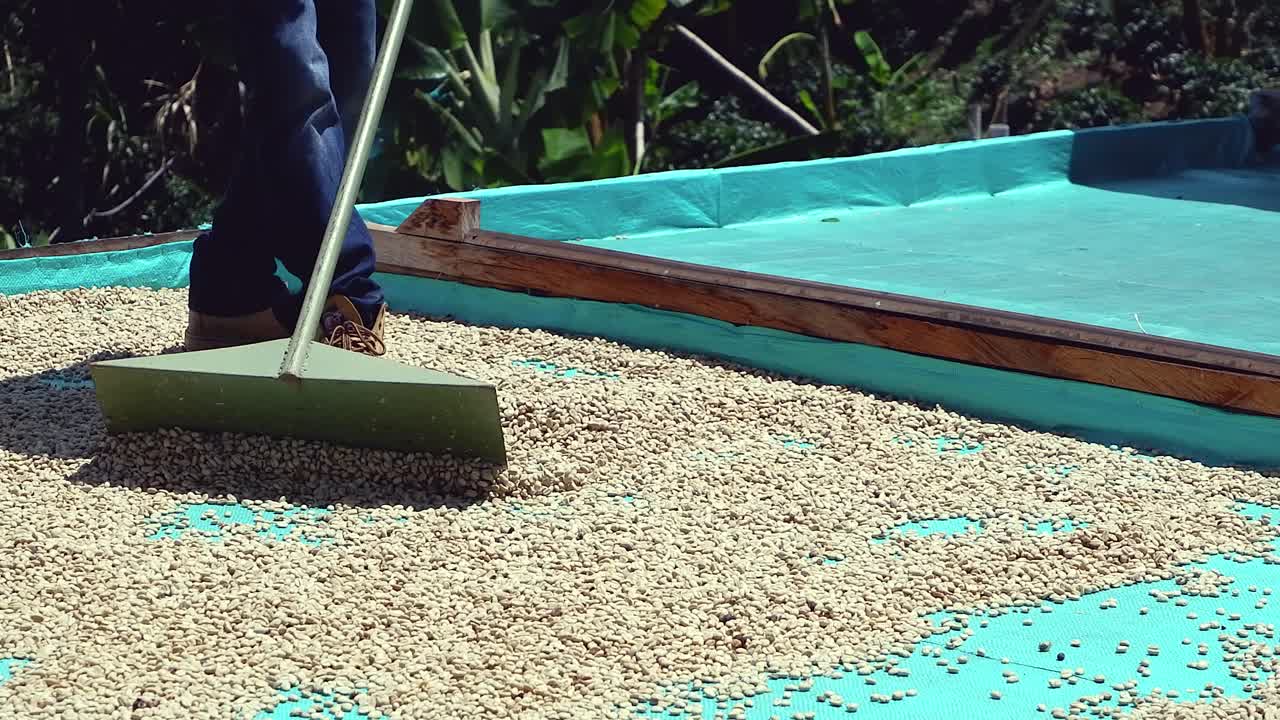los granos de café crudos se extienden sobre una lona para secar en el sol de colombia