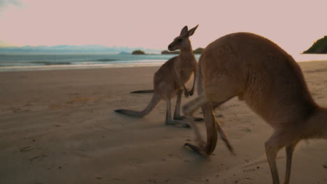 canguro wallaby salvaje junto al mar en la playa junto al mar en el parque nacional de cape hillsborough, queensland al amanecer