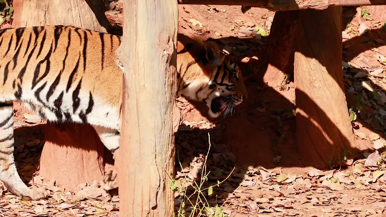 un tigre camina a través de su recinto