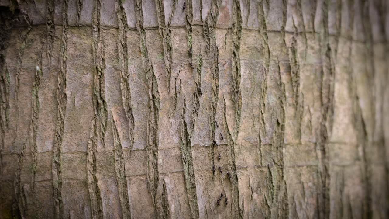 Tree Bark Texture with Small Black Ants Crawling – Nature Close-Up with Insect Movement and Organic Wood Patterns