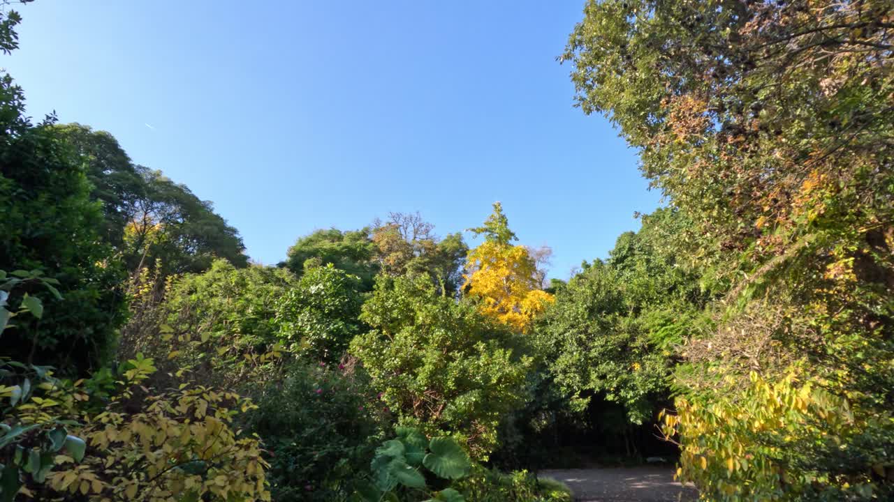 follaje verde y amarillo exuberante bajo un cielo despejado
