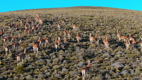 aerial drone follows herd of guanacos roaming the grasslands, showcasing patagonia’s unique wildlife as they gather on hillside