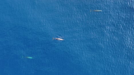 Luftaufnahme-Von-Walen,-Die-Seltene-Schnabelwale-Beobachten
