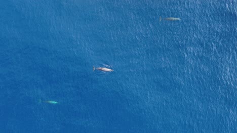 aerial view whale watching rare beaked whales