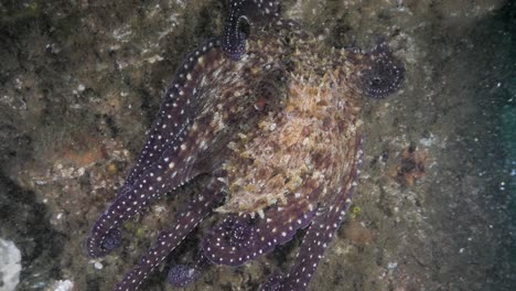 octopus maneuvers underwater in search of prey mimicking the substrate of a deep reef system