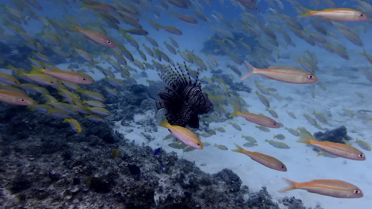 Goatfishes swimming over coral reef with Lionfish close up