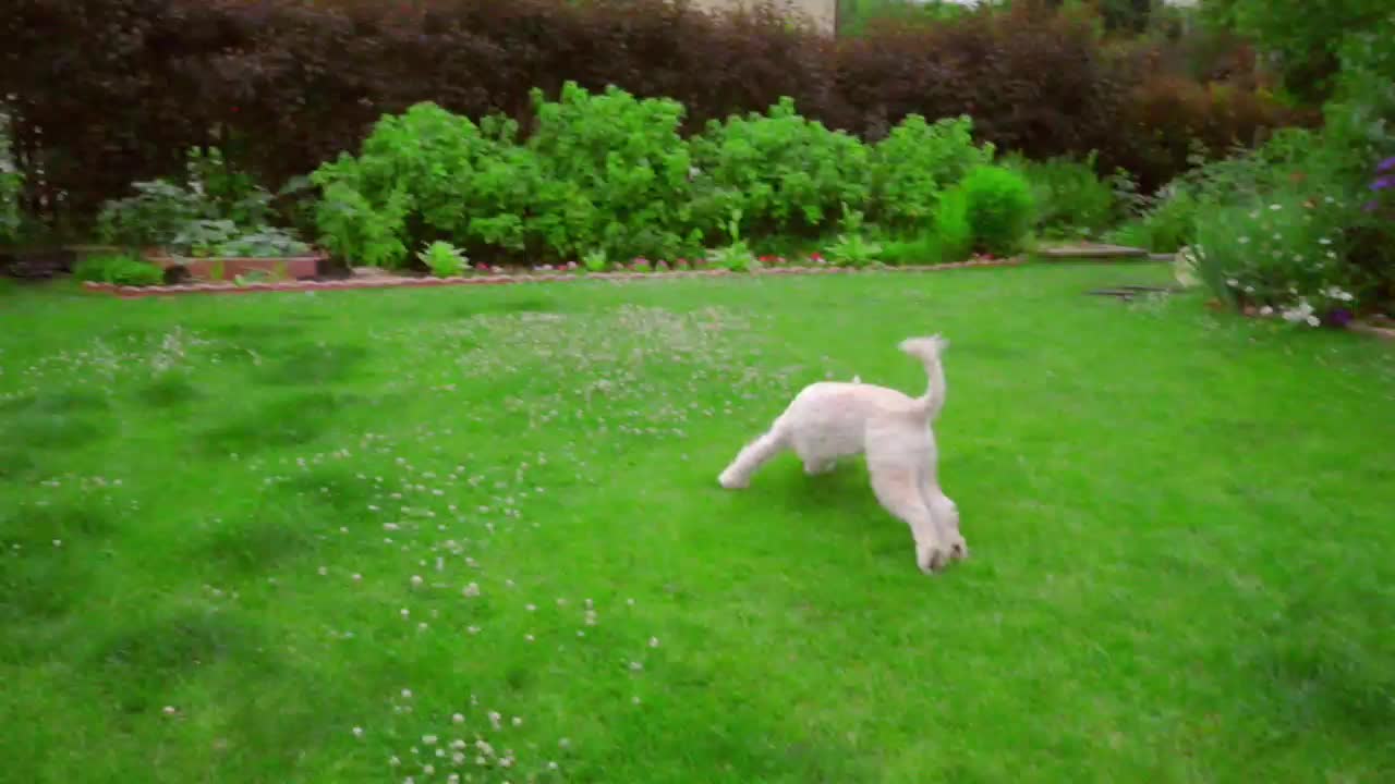 손으로 공을 던지는 사람. 장난감으로 놀고 있는 개.  푸들 개가 공을 고 있다.