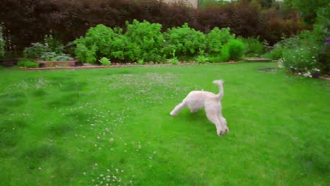 hombre lanzando la pelota con la mano. perro jugando con juguete. perro caniche blanco persiguiendo la pelota