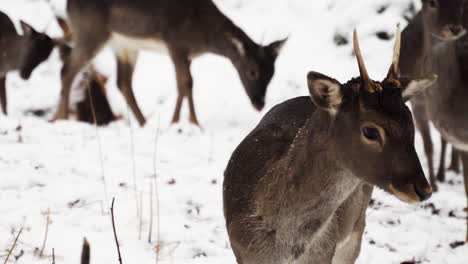 young fallow deer buck looking for something to eat in snow,winter