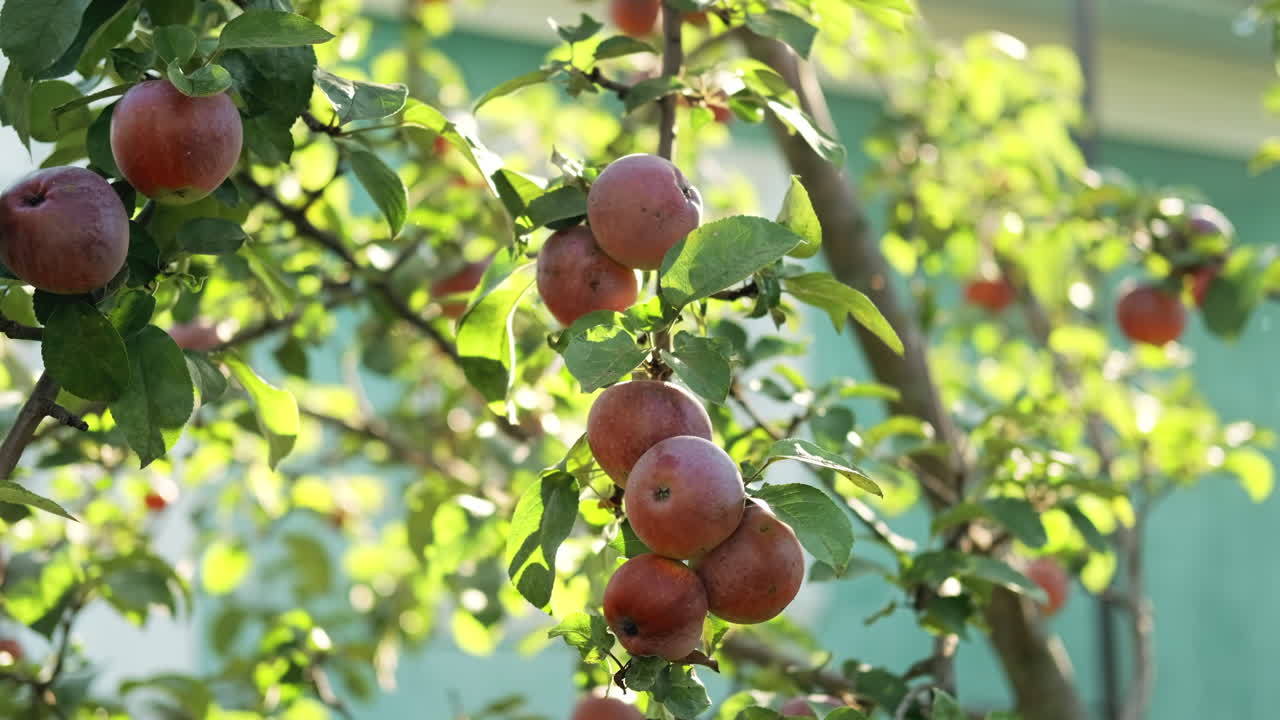 Primo piano di un albero con mele rosse