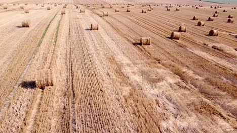 aerial shot passing a harvested field with straw bales. drone view.