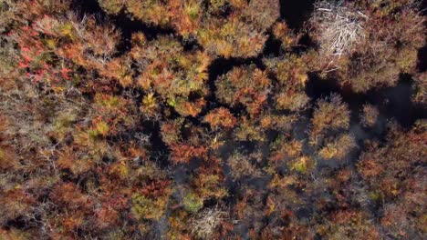 overhead pan of a marsh in fall in maine