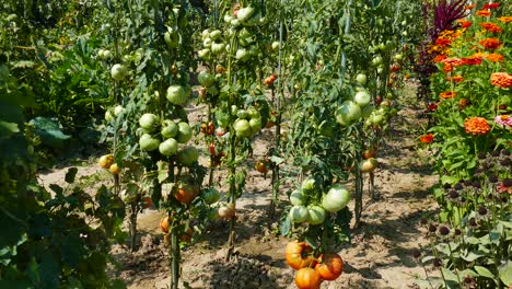 jardín de casa con plantas de tomate