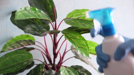 rociar una planta de interior con una botella de rociador