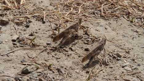 macro close up: two grasshoppers stridulate by rubbing their legs