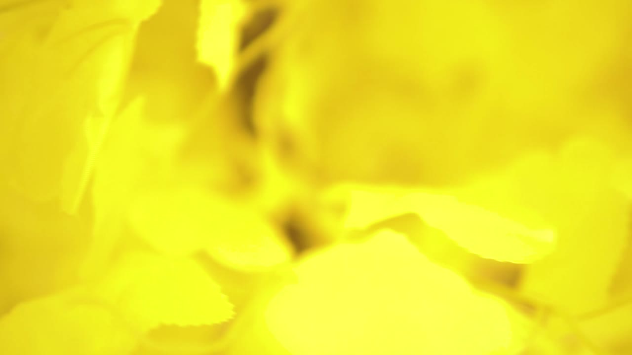 A yellow blooming flower in high frame rate 60fps slow motion