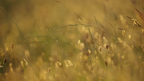 Close-up-tight-focus-of-a-wild-natural-field-full-of-grasses,-flowers-and-grain-with-a-brilliant-golden-hue