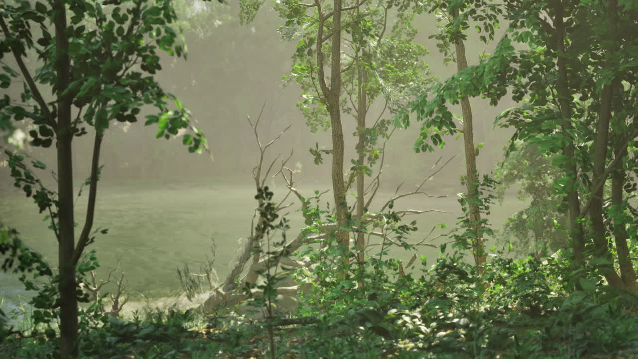 Misty morning in lush forest near calm lake reflects natures tranquility