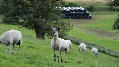 varias ovejas pastando en el paisaje escocés con hierba verde